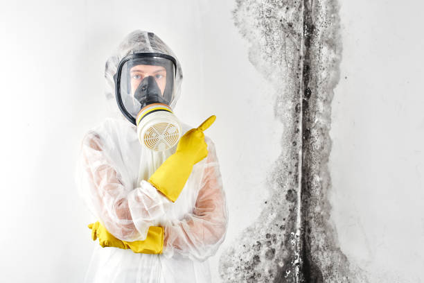 Mold Odor Removal Services in Burlington, NC