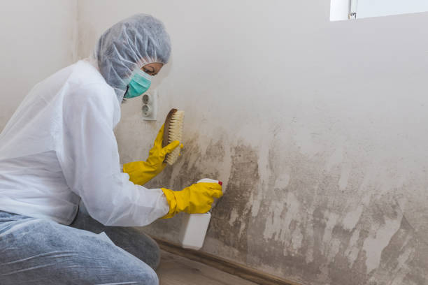 Best Mold Prevention Services  in Burlington, NC